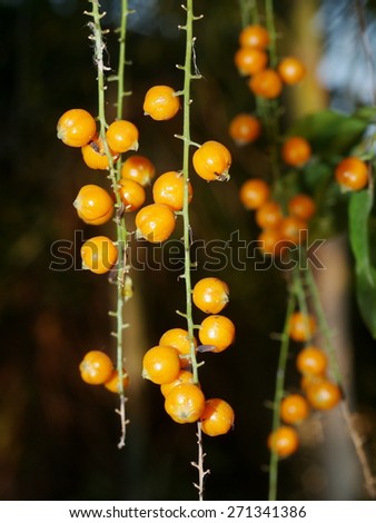 group of light orange color fruits seed of small plant, Sky flower, Golden dew drop, Pigeon berry, Duranta, tropical decorative plants with beautiful flower and small golden yellow fruits in THAILAND