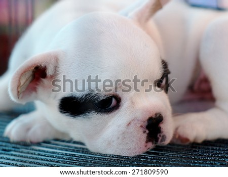 young white lovely lonely french bulldog puppy with sadly eyes laying on a steel cage in a pet shop in THAILAND waiting for friend to take to the new home