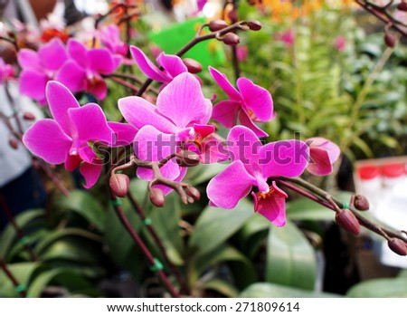 colorful soft pink orchids on a hanging ceramic pot under natural lighting outdoor with romantic green bokeh background