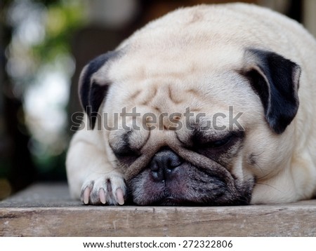 lovely lonely white fat cute pug dog laying on the wood table floor making sadly face with home outdoor surrounding bokeh background under morning sunlight
