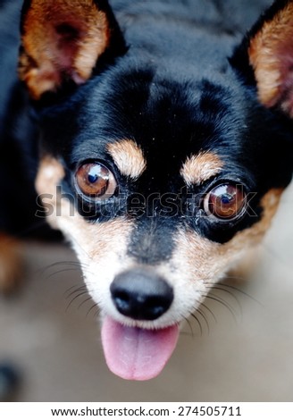 brown dog eyes with smiling face close up of a cute black fat lovely miniature pinscher dog resting outdoor on a country house's concrete garage floor portraits view
