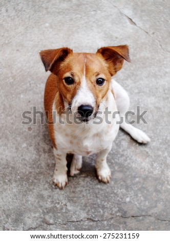 happy active young Jack Russel terrier dog white and brown playing around a house with home outdoor surrounding making serious face, sitting on the floor under morning sunlight in good weather day