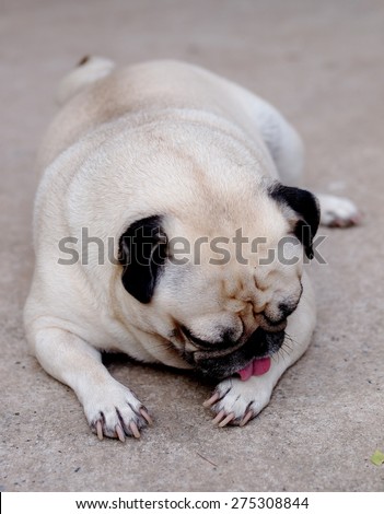 lovely lonely white fat cute pug dog laying sunbathing on the warm gray concrete floor making funny face cleaning his front paws under morning sunligh