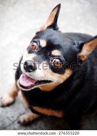 brown dog eyes with smiling face close up of a cute black fat lovely miniature pinscher dog resting outdoor on a country house\'s concrete garage floor portraits view