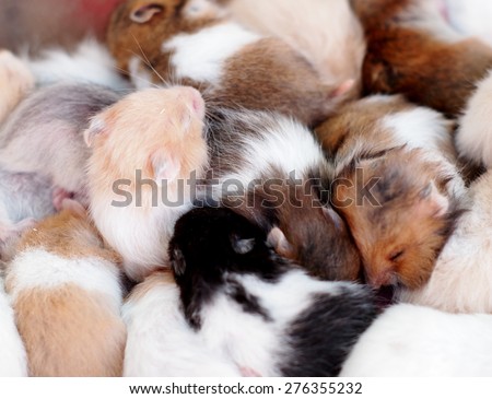 group of many young hamster mouses white brown and black color sleeping together for sale in a pet shop in THAILAND