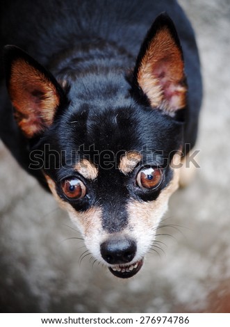 brown dog eyes with smiling face close up of a cute black fat lovely miniature pinscher dog resting outdoor on a country house's concrete garage floor portraits view