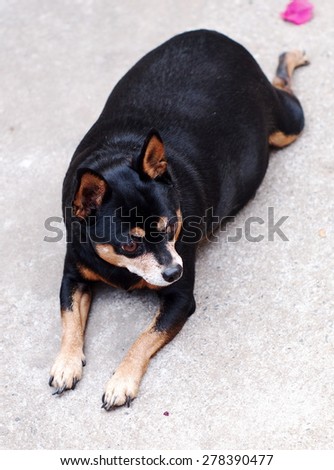 black fat lovely miniature pincher dog walking on the old gray concrete garage floor making funny face