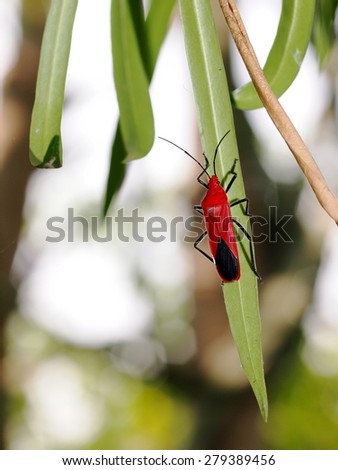 Parasitic Insects, Parasitoids, exotic tropical insect in natural environment on green leaf under sunlight