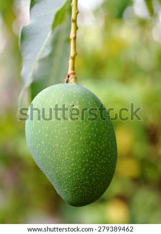 green young fresh mango fruit hanging an the tree in organic farm home stay farm house in THAILAND under morning sunlight outdoor.