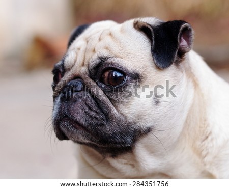 lovely funny white cute fat pug dog close up posting on a table on garage floor in a country house making moody face under natural sunlight on a sunny day looking for friends to play with.