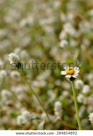 little wild daisy, green grass leaves , grass flowers, on a pond bank  with sunshine on green meadow as picture background