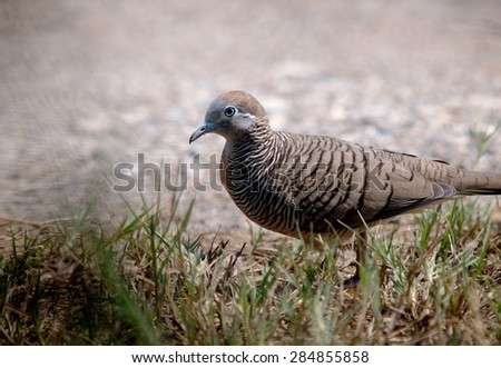 free tropical zebra dove resting on the floor in green environment of a garden house on a sunny day under morning sunlight with natural green bokeh and gray pathway background.