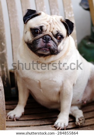 cute lovely happy white fat pug dog portraits close up sitting flat on a wooden chair making funny face smiling and looking at the camera