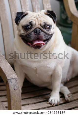 cute lovely happy white fat pug dog portraits close up sitting flat on a wooden chair making funny face smiling and looking at the camera