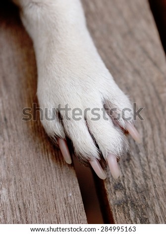 white pug dog paw with pink healthy nails of a young fat cute pug laying and sleeping on a wooden table floor outdoor under summer sunlight