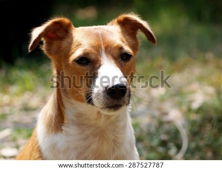 portraits of a happy active young Jack Russel terrier dog white and brown playing around a house with home outdoor surrounding making serious face under warm morning sunlight in green grass field