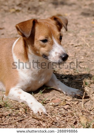 happy active young Jack Russel terrier dog white and brown playing around a house with home outdoor surrounding making serious face, ready to run and play under morning sunlight in good weather day