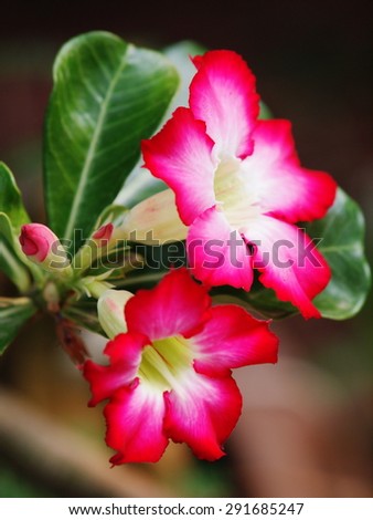 group of pretty beautiful Desert Rose, Impala Lily, Mock Azalea, beauty flowers in white and pink in THAILAND with nice outdoor green bokeh background