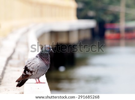 healthy dove pigeon small lovely little clean blue gray color bird resting on a river side temple wall under bright sunlight with river surrounding bokeh background in THAILAND