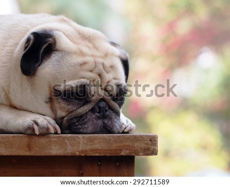 lovely funny white cute fat pug dog close up laying on a wooden table making sad face