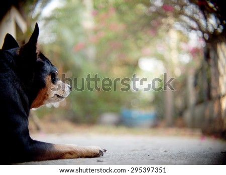 cute black fat lovely miniature pinscher dog with brown dog eyes smiling face close up resting outdoor on a country house\'s concrete garage floor portraits view