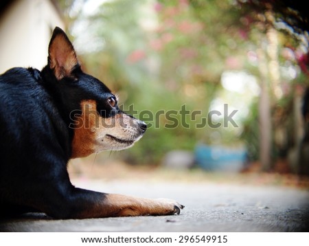cute black fat lovely miniature pinscher dog with brown dog eyes smiling face close up resting outdoor on a country house\'s concrete garage floor portraits view