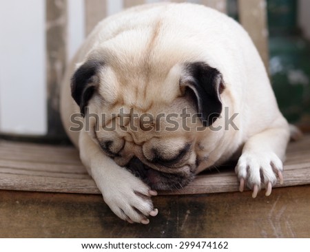 lovely funny white cute fat pug dog close up laying on a wooden chair making funny face