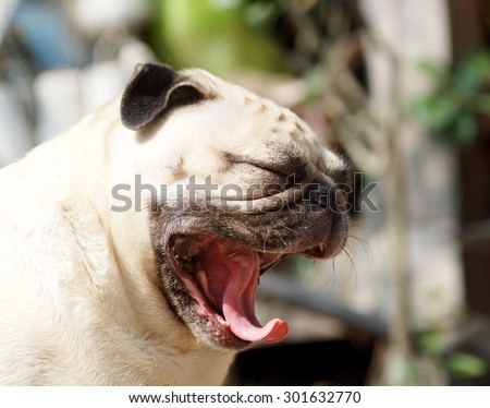 lovely lonely white fat cute pug dog sitting on the floor yawn and making funny face with home outdoor surrounding bokeh background