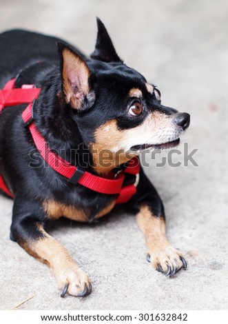 black fat lovely miniature pincher dog with red leash laying resting on the  floor making funny face