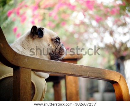 side view of a lovely funny white cute fat pug dog close up sitting on a wooden chair with arm rest looking outside with colorful summer flowers bokeh background