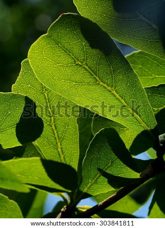 new young light and dark green colorful leaves growing blooming on the tropical trees after rainy week under bright natural sunlight in jungle with natural bokeh background