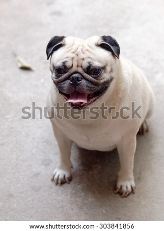 lovely funny white cute fat pug dog close up sitting alone on the garage floor in a country house making sad face outdoor under natural sunlight on a sunny day looking for friends to play with.