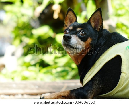 cute black fat lovely miniature pinscher dog with brown dog eyes smiling face close up resting outdoor on a country house's garden floor portraits view with home surrounding background