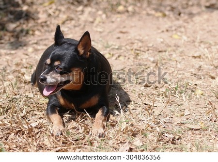 cute black fat lovely miniature pinscher dog with brown dog eyes smiling face close up resting outdoor on a country house\'s garden floor portraits view with home surrounding background
