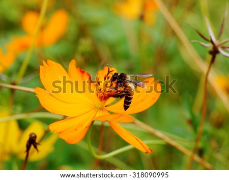 close-up of a large bee on a soft small cute beauty yellow orange color grass flower in nature looks like Climbing Wedelia, Singapore daisy blooming in green field meadow on a sunny day.