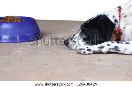 dalmatian dog no purebred laying on a garage floor with it\'s food bowl, die cut isolated on white background