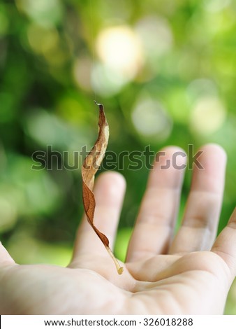 brown dried leave floating over a hand in the air, as magic power show with easy photography trick outdoor with natural green environment background.