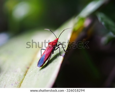 Assassin Bug,Sycanus collaris F. red log shape bug on green leaves outdoor under natural sunlight