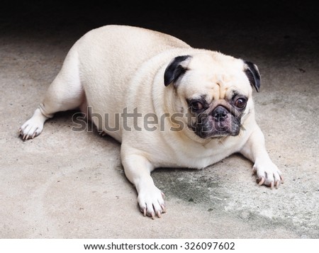 lovely lonely white fat cute pug dog laying on the floor making sadly face with grey  concrete garage floor background