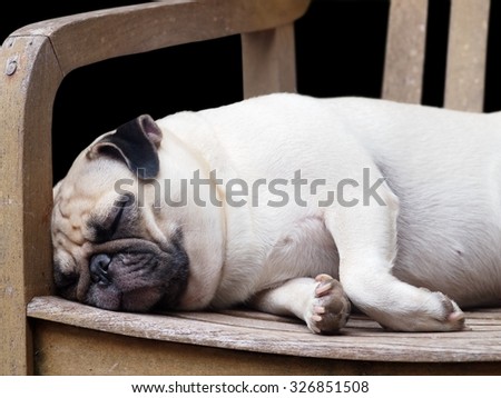 lovely funny white cute fat pug dog close up laying on a wooden chair making funny face, die-cut isolated on dark black background