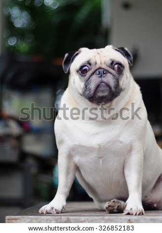 lovely lonely white fat cute pug dog sitting on the wood table floor making sadly face with home outdoor surrounding bokeh background under morning sunlight
