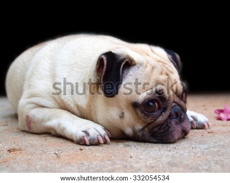 lovely happy white fat cute pug dog laying relaxing outdoor making funny face under morning sunlight die-cut isolated on dark background