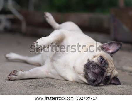 white fat lovely pug dog laying and rolling dancing on the floor making funny face and posture