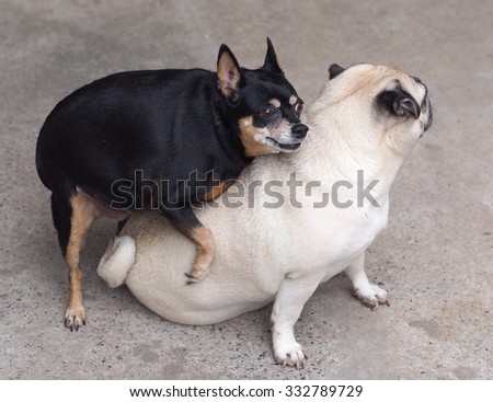 two happy funny cute lovely dogs playing together white moody pug sitting on the floor and a black fat miniature pincher dog trying to mate the pug, picture taking outdoor under natural sunlight