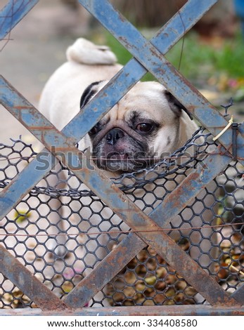 a lovely cute white fat pug dog standing and looking at something outside a garden house fence with green outdoor surrounding background