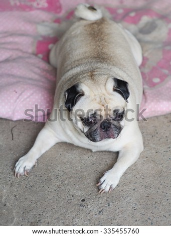 lovely white fat cute pug dog face close up lying on a big soft pink dog bed pillow outdoor making sad face under natural sunlight.