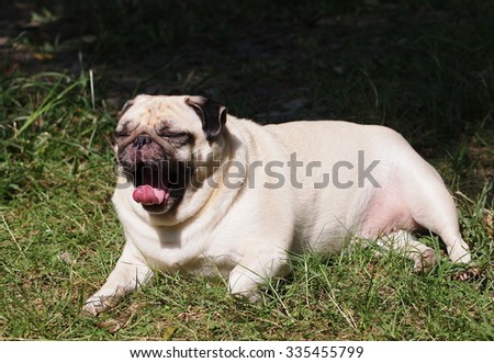lovely happy white fat cute pug dog laying on the green grass floor under warm summer sunlight yawn and making funny face with home outdoor surrounding bokeh background