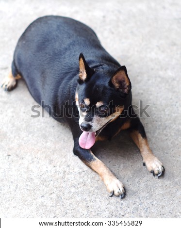 black fat lovely miniature pincher dog laying resting on the old gray concrete garage floor making funny face