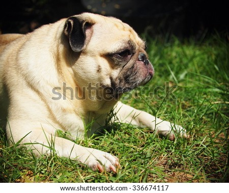 lovely happy white fat cute pug dog laying on the green grass floor under warm summer sunlight making funny face with home outdoor surrounding bokeh background