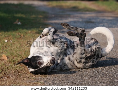 black and white lovely dalmatian dog laying and rolling dancing on the floor making funny face and posture